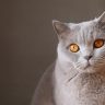 读者凌晨四点的猫的头像，窗台上蜷缩的猫与昏黄台灯光