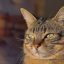 读者头像，浅绿背景中的圆形人像剪影，评论区第五位留言者标识